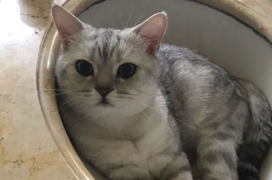 猫咪被门夹了能恢复么