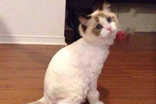 猫剃毛后如何快速长毛