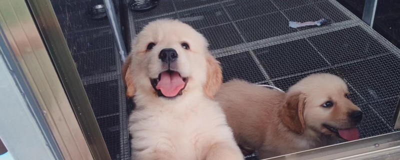金毛幼犬不吃狗粮怎么办