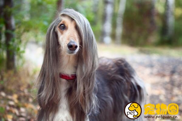 阿富汗猎犬智商最低，却是唯一能进入五星级酒店的名媛犬