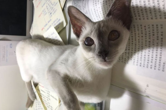 养暹罗猫注意事项