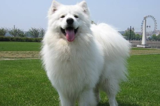 萨摩耶公犬发情期症状，会排尿侵占领土还有打斗倾向