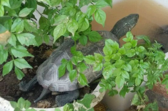 室内如何散养草龟