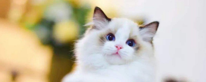 猫第几个月褪掉胎毛