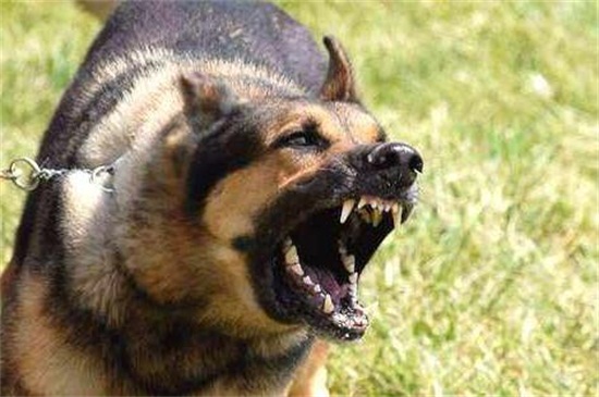 狗的狂犬病的症状