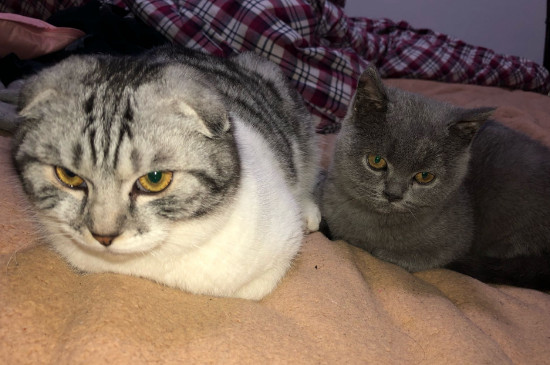 猫罐头一次喂多少