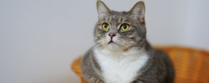 猫身上掉毛怎么办