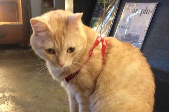 猫进家门预示着什么