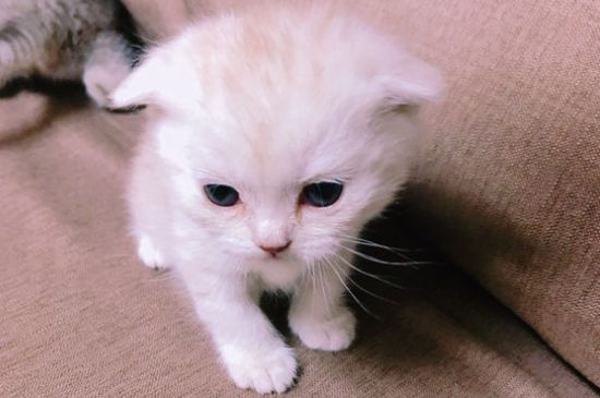端午猫是什么品种