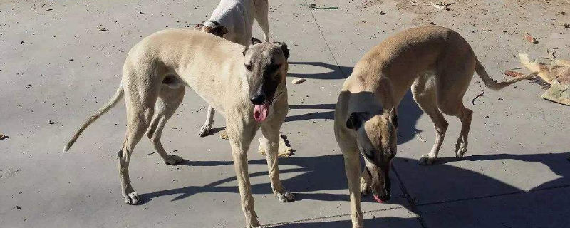 格力犬散爪子的原因