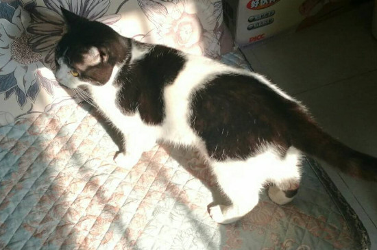 奶牛猫很皮怎么办，怎么才能让奶牛猫安静