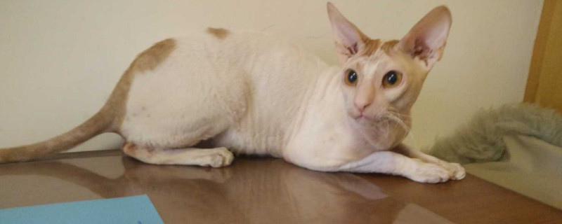 尼克斯卷毛猫掉毛吗