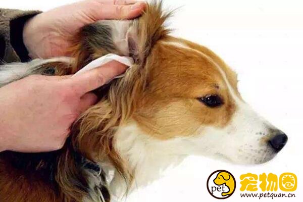 如何给狗狗视诊/听诊/叩诊，及时检测爱犬的异常