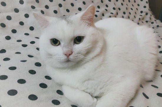 达克宁治猫藓吗