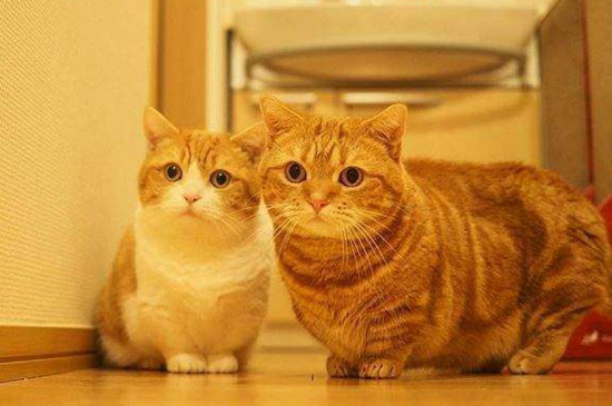 纯黑土猫怎么那么少