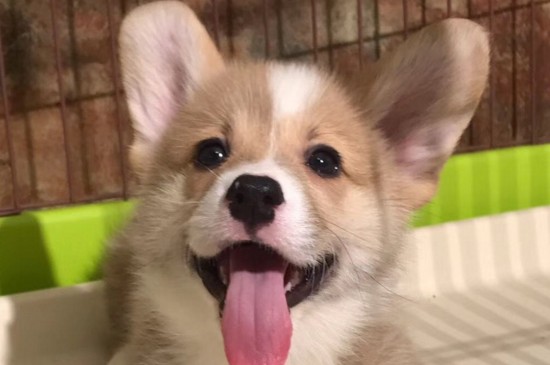 纯种柯基犬多少钱一只，幼犬价格在2000～8500元之间