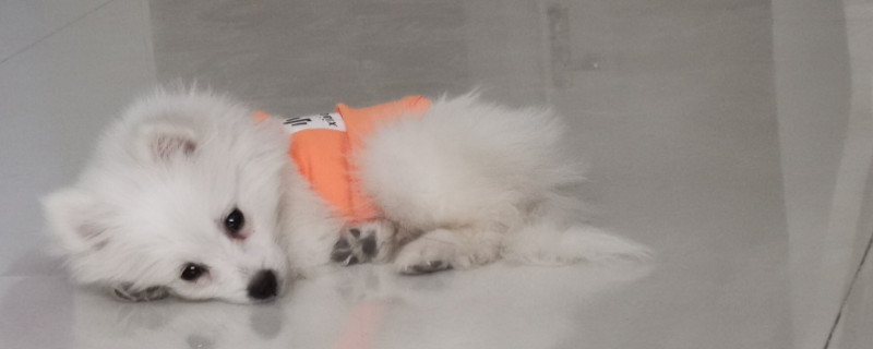狐狸狗和博美的区别