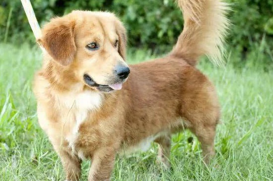 可卡犬要死亡的征兆