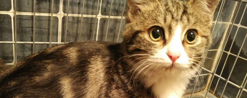 怎么领养猫