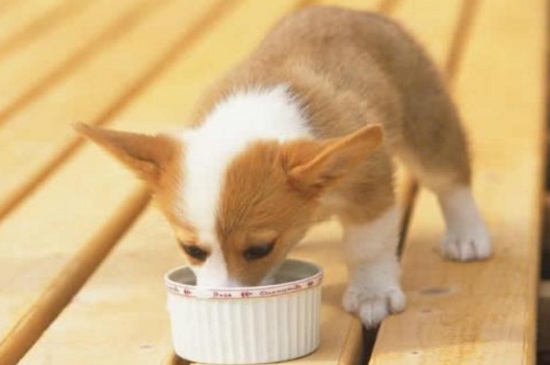狗狗饭量突然变小