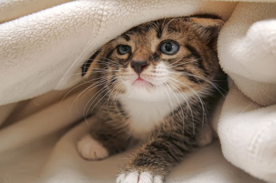 猫知道人不是猫吗，猫把人类当什么
