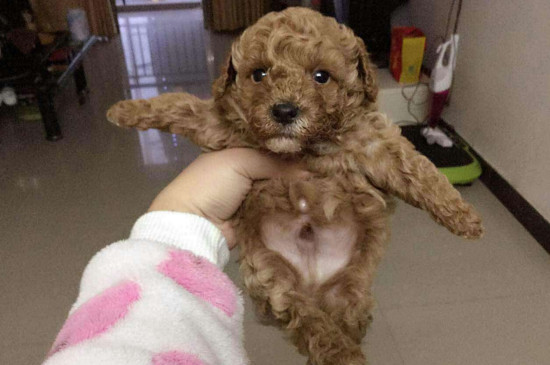 银狐犬和泰迪哪个好，泰迪体型小不掉毛更适合家养