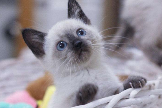 宠物猫哪种比较便宜，什么样的宠物猫最便宜又好