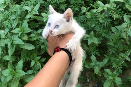 流浪猫一个月怎么洗澡