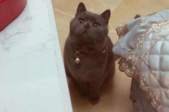 英短蓝猫一岁大概多重