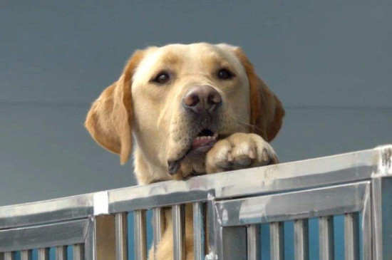 导盲犬可以上高铁吗
