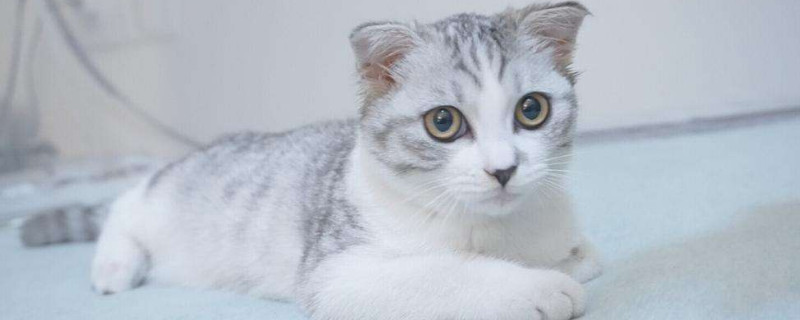 猫突然一抽一抽大喘气