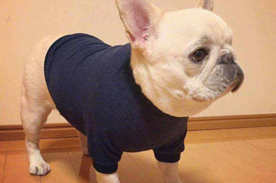 新手怎么养好斗牛犬