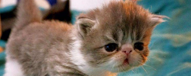 猫糖尿病能活多少年