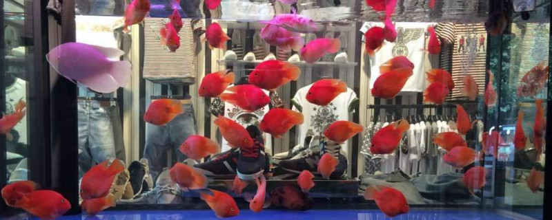 鹦鹉鱼多久换一次水