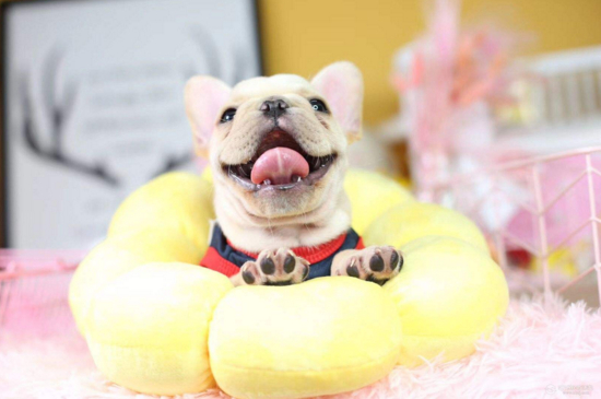 法斗一天喂几次，幼犬一天喂3～4次成犬只需喂2次