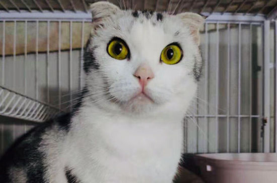 折耳猫一定会发病吗