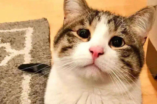 猫能喝热水吗