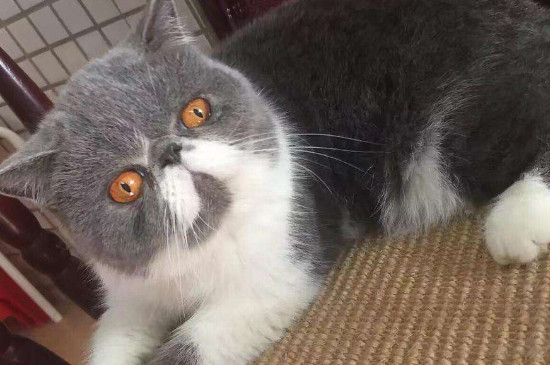 猫驱虫多久一次，猫驱虫的注意事项