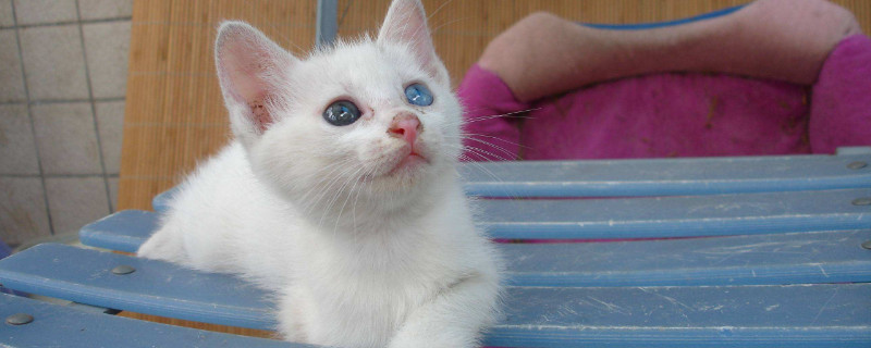 2个月小猫给吃化毛膏吗
