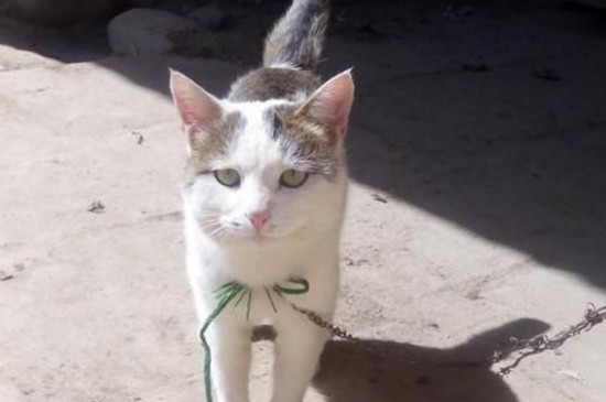 猫呼吸有不通气的声音