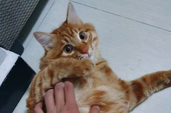 猫食欲不振消瘦嗜睡怎么治疗，总睡觉不吃喝可能有肠胃炎