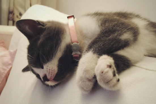 猫舔了体外驱虫药会有啥事吗