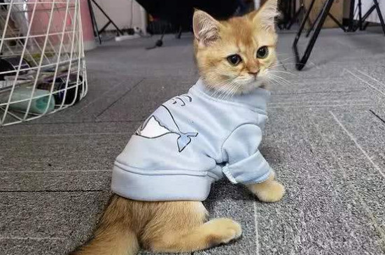 猫冬眠吗