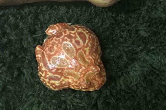 角蛙可不可以几只一起养