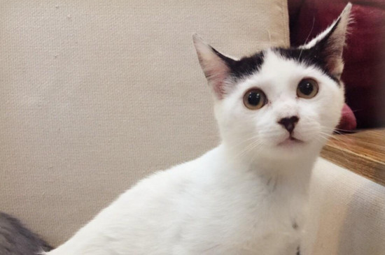 猫蹲在门口的预示