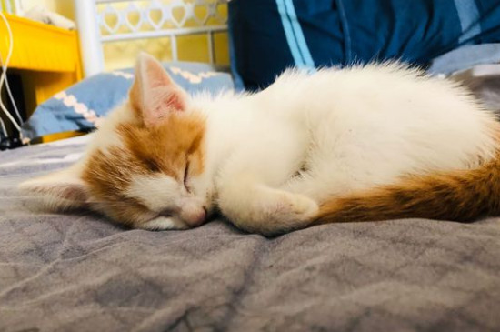 小猫脐带处鼓包