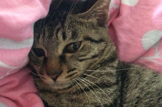 母猫怀孕多久会吐