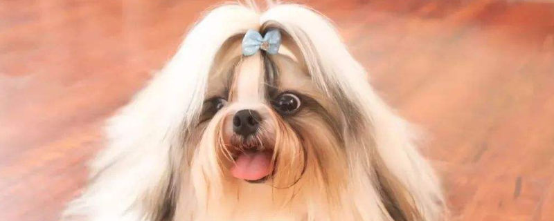 西施犬毛能剃光吗