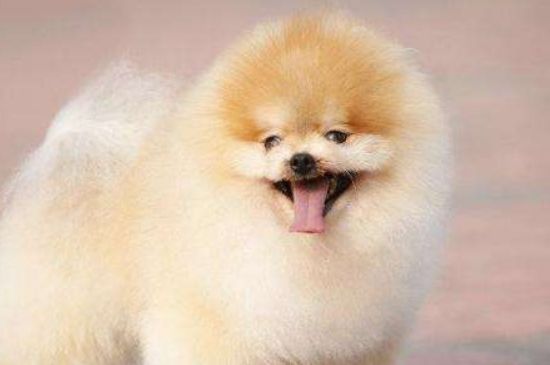 博美犬吃什么，以狗粮为主并适当喂食营养保健品