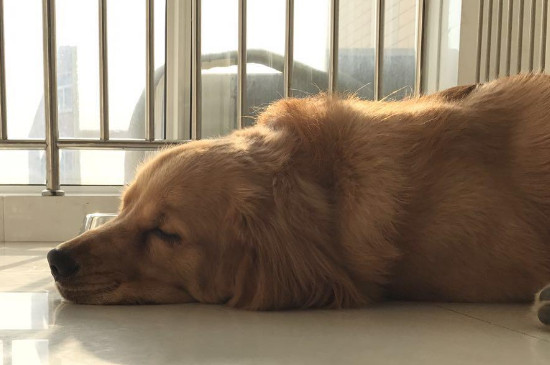 狗狗尿血能自愈吗